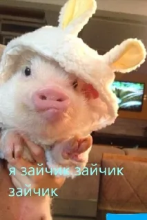 🌟 emoji pig https://t.me/minipiggies Telegram sticker 16 of 21