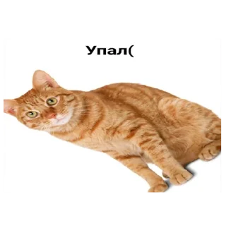 ⭐ emoji Рыжий Кошак Telegram sticker 11 of 43