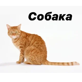 ⭐ emoji Рыжий Кошак Telegram sticker 7 of 43
