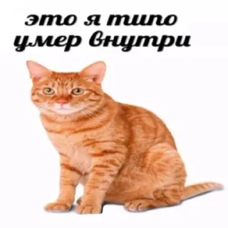 ⭐ emoji Рыжий Кошак Telegram sticker 18 of 43