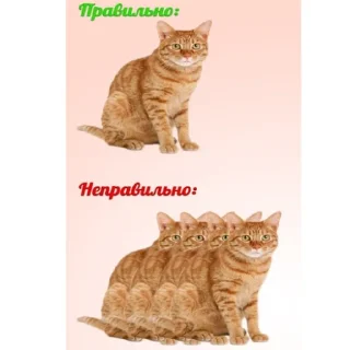 ⭐ emoji Рыжий Кошак Telegram sticker 21 of 43