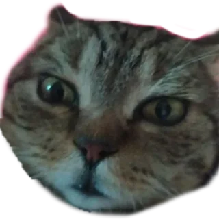 😐 emoji любимый Telegram sticker 11 of 11