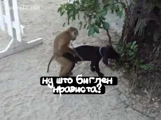 Sticker from брадки @TgEmodziBot