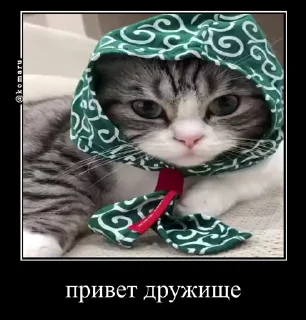 👋 emoji Брадки | @not_a_dude Telegram sticker 14 of 47