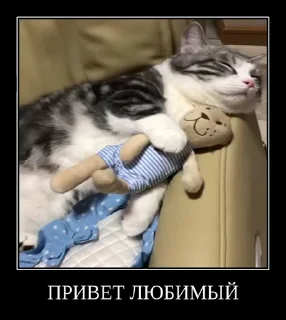 👋 emoji Брадки | @not_a_dude Telegram sticker 10 of 47