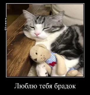 😻 emoji Брадки | @not_a_dude Telegram sticker 16 of 47