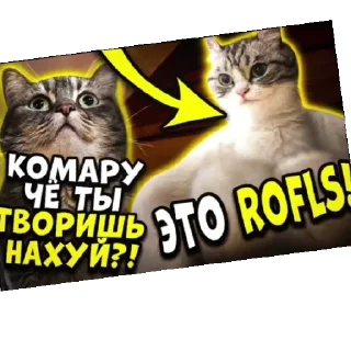 Sticker from Mawani & комару