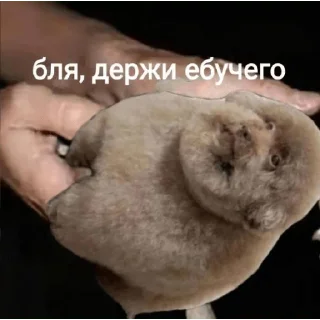 Sticker from ЕБУЧИЙ