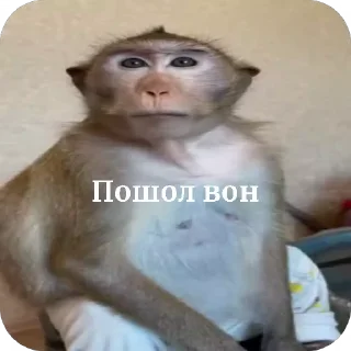 😘 emoji Шелби брад Telegram sticker 13 of 33