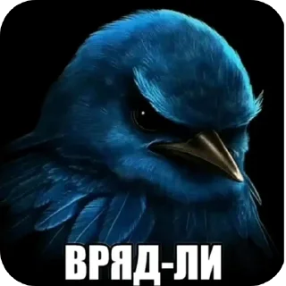 🐦 emoji Пикчи/Картинки с ТикТок @NikKatFUN Telegram sticker 8 of 120