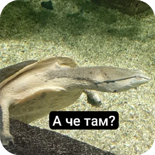 🤨 emoji Рыбки москвы ВСЕ ФОТКИ СДЕЛАНЫ АВТОРОМ Telegram sticker 11 of 20