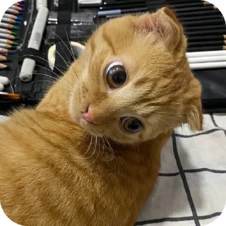 🐱 emoji Кошак Telegram sticker 9 of 19