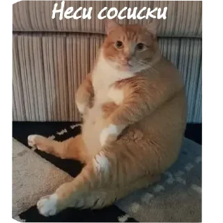 🐱 emoji кошак Telegram sticker 23 of 25