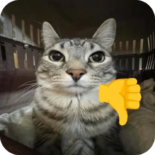 🐱 emoji Кошак даркончика Telegram sticker 23 of 66