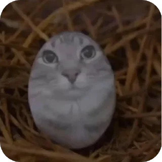 🐱 emoji Кошак даркончика Telegram sticker 13 of 66