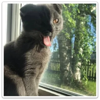 😍 emoji Мой котик Telegram sticker 6 of 10