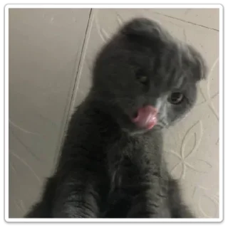 😋 emoji Мой котик Telegram sticker 2 of 10