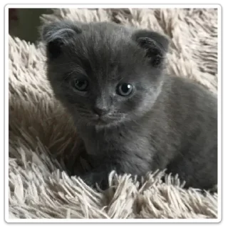 🐱 emoji Мой котик Telegram sticker 1 of 10
