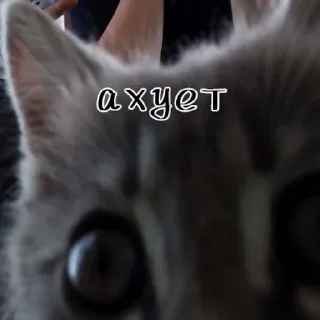 🌟 emoji ебать, тут даун Telegram sticker 16 of 22