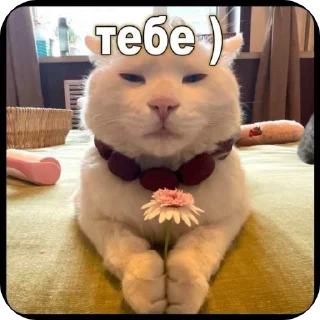 🌷 emoji Для супер важных переговоров Telegram sticker 24 of 24