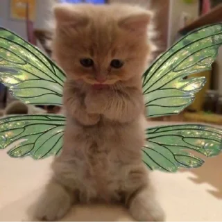 Sticker from cat (@emopix)