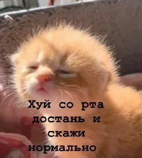 🦉 emoji Я думал сова а оказалось пон Telegram sticker 24 of 93