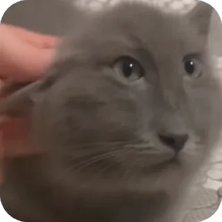🫥 emoji дишкинв стики Telegram sticker 16 of 71