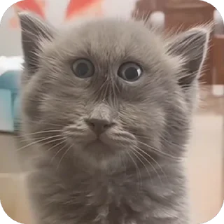 🫥 emoji дишкинв стики Telegram sticker 18 of 71