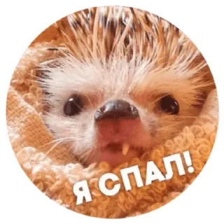 🍔 emoji Ёжики Telegram sticker 24 of 30