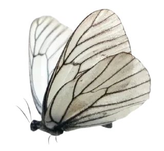 🦋 emoji 𓆩 rᥱᴛᥙrᥒ 𓆪 | ➩: @wexsavi 🫀 Telegram sticker 10 of 80