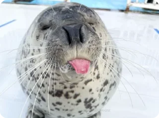 😝 emoji Тюленчики <3 Telegram sticker 15 of 30