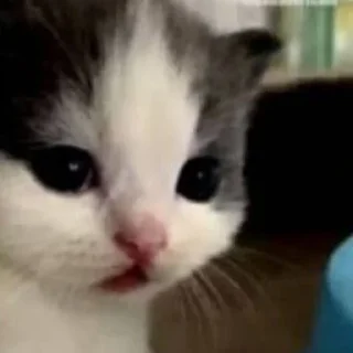 🤥 emoji Россия щедрая душа Telegram sticker 2 of 107