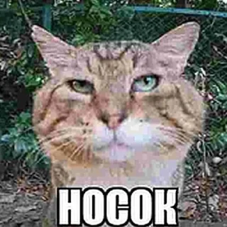 🧦 emoji Россия щедрая душа Telegram sticker 23 of 107