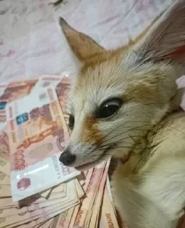 Sticker from Феньки fennec @monafca