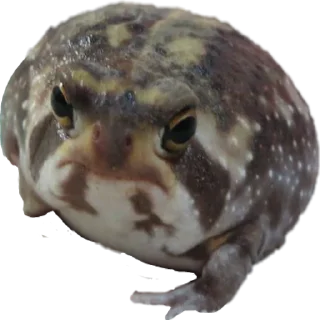 😡 emoji жабки!! Telegram sticker 3 of 89