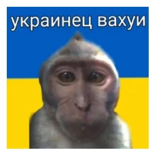 🐵 emoji Бббээээээ от ядерного оружия Telegram sticker 3 of 9
