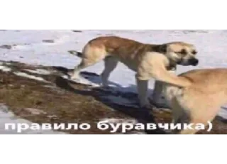 🗽 emoji хтыщ васаби Telegram sticker 20 of 120