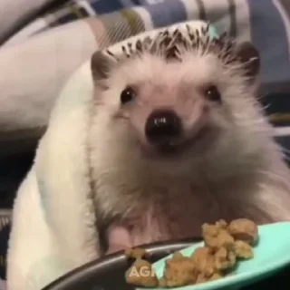 🦔 emoji IShowSpeed                                          Пользуйтесь Telegram sticker 24 of 27