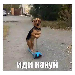 Sticker from шо ты несешь