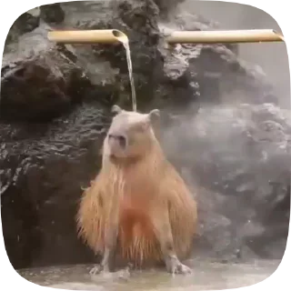 😌 emoji Капібарчики Telegram sticker 13 of 14