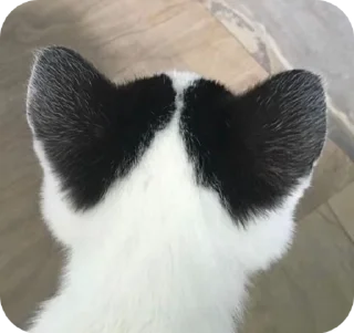 💕 emoji мысли snna Telegram sticker 9 of 47