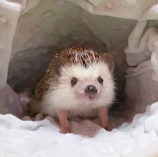 🦔 emoji кульпин на связи Telegram sticker 10 of 22
