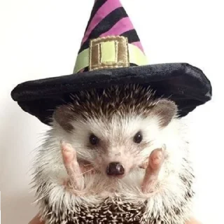 🧙‍♂️ emoji Ёжики от Аарона (для Жанчика и Эндрю♡!) Telegram sticker 20 of 42