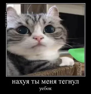 😠 emoji люті кітики — @stckrRobot Telegram sticker 2 of 49