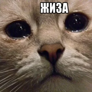 🥺 emoji КТО ПРОЧИТАЛ НАТУРАЛ Telegram sticker 18 of 27
