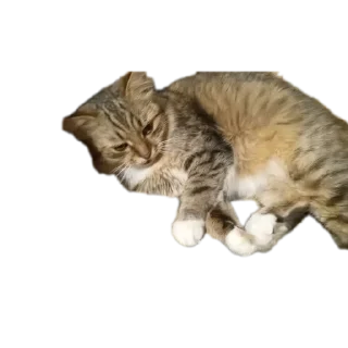 🐱 emoji Милашки Telegram sticker 16 of 34