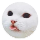 Sticker from Kitten @TVstickers