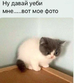 😢 emoji сочные киски Telegram sticker 14 of 69