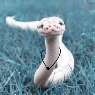 🐍 emoji 𝐀𝐒𝐏𓆗𝐃 ↹ @aspidrp Telegram sticker 12 of 48