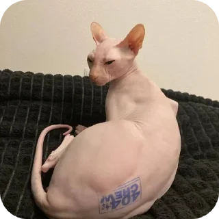 Sticker from кошк лал